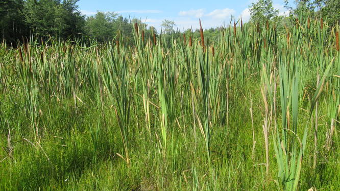 Healthy Cat tails