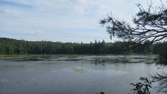 Cranberry Meadow Pond