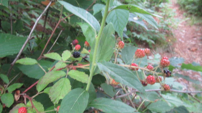 Blackberry bushes provide a trail side nibble