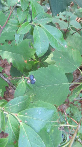 High bush Blueberries