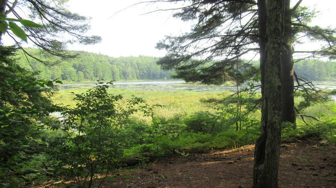 Cranberry Meadow Pond Trail