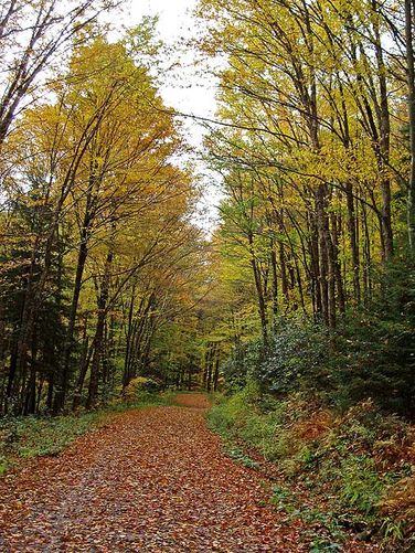 Picture 32 of Cranberry River Hike 100806