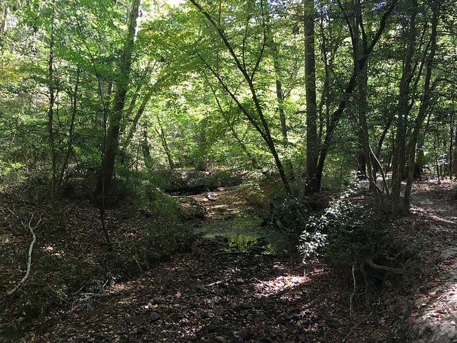 Picture 5 of Creek and Lanier Falls Hike 100517
