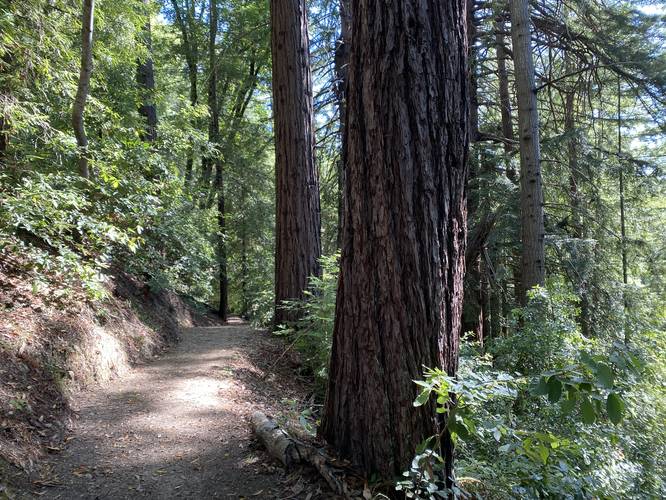 Redwoods with a small grove nearby