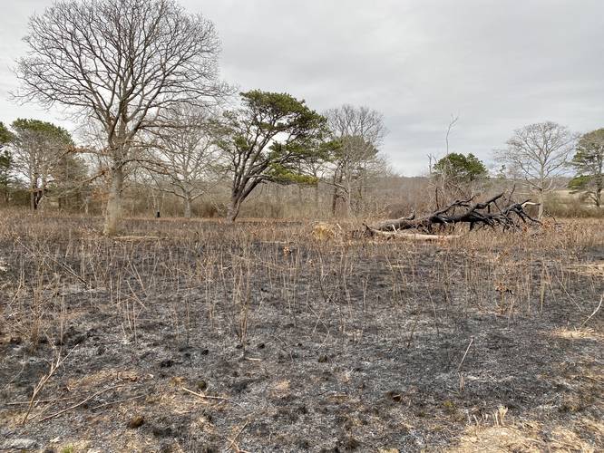 Burnt pasture (March 31 2023)