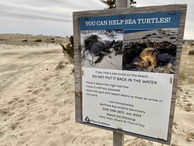 Found a sea turtle? Help it!