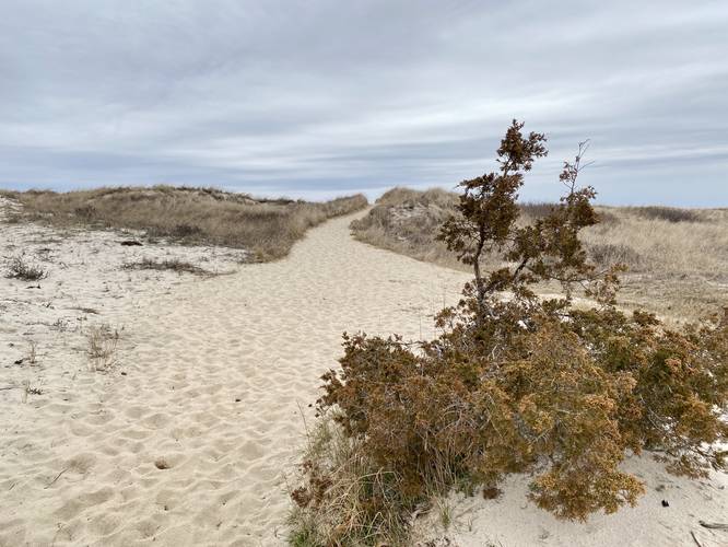 Hiking toward East Beach through the dune trail