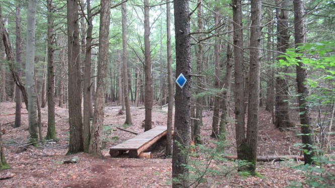 Trail is well marked through the forest