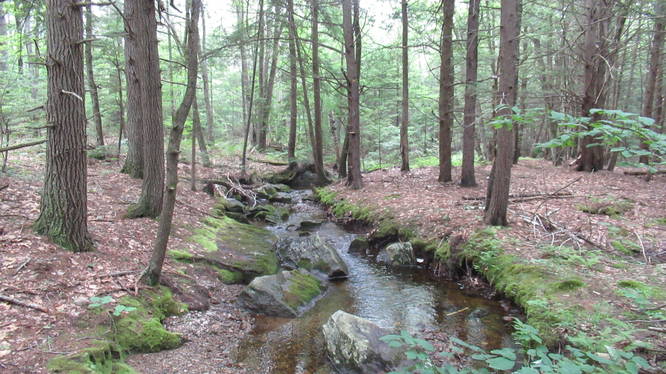 Stream along the trail