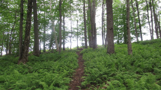 Trail through the ferns up toward the field