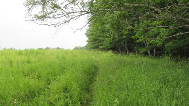The trail skirts along the edge of the field and forest