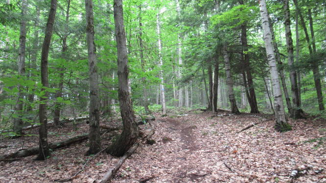Trail turns off of Carriage Road and back into the woods