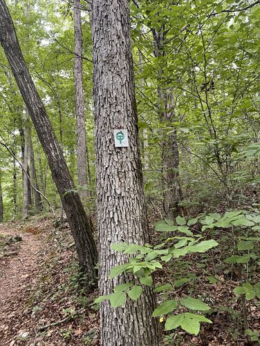 Picture 12 of Current River Challenge Hike