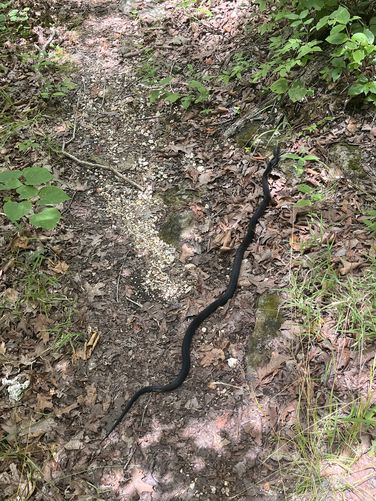 Picture 4 of Current River Challenge Hike