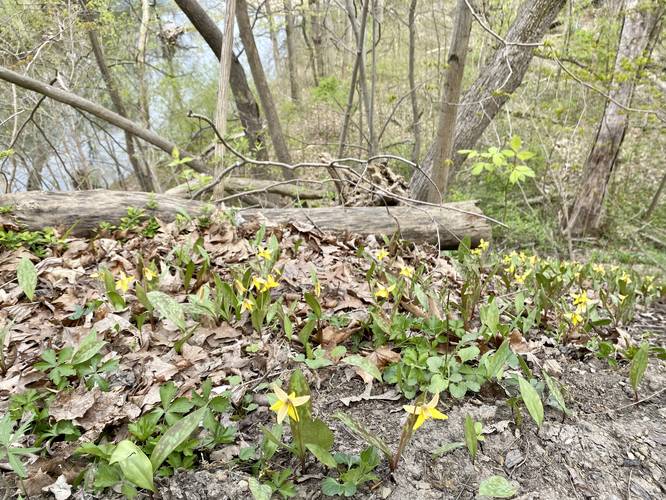 Trout lily wildflower