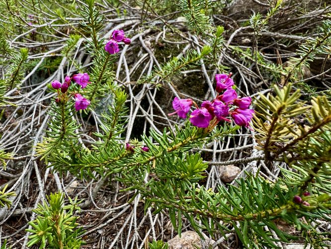 Pink Mountain Heather wildflowers