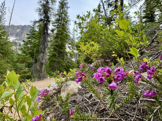 Picture 15 of Cutthroat Lake Trail