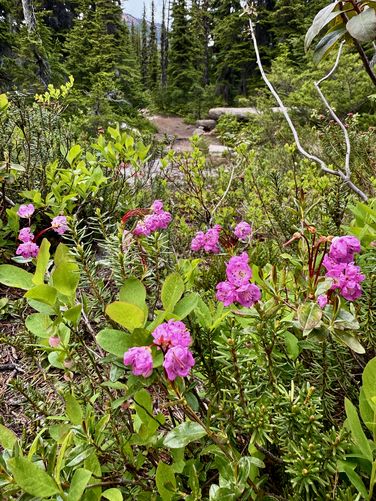 More pink mountain heather wildflowers