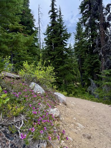 Pink Mountain Heather wildflowers growing alongside the trail