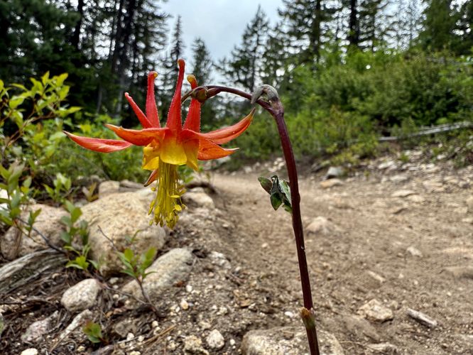 Red columbine wildflower