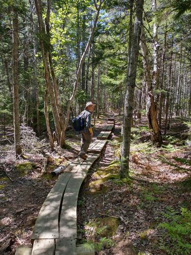 Sturdy boardwalk 