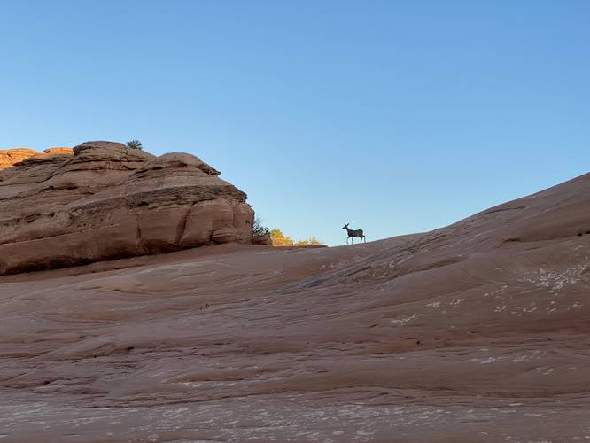 One lone deer off-trail along the Delicate Arch Trail