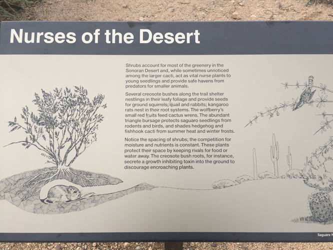 Picture 8 of Desert Discovery Nature Trail