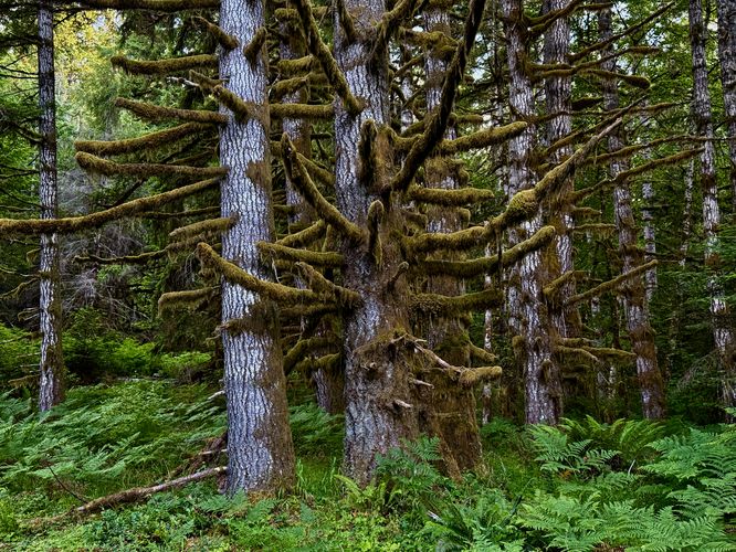 Lush mosses growing on tree branches