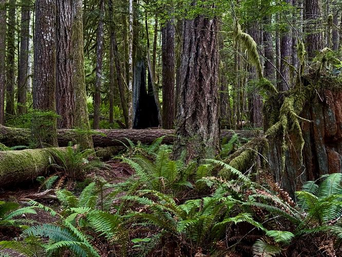 Lush rainforest with a burnt hollowed-out tree trunk