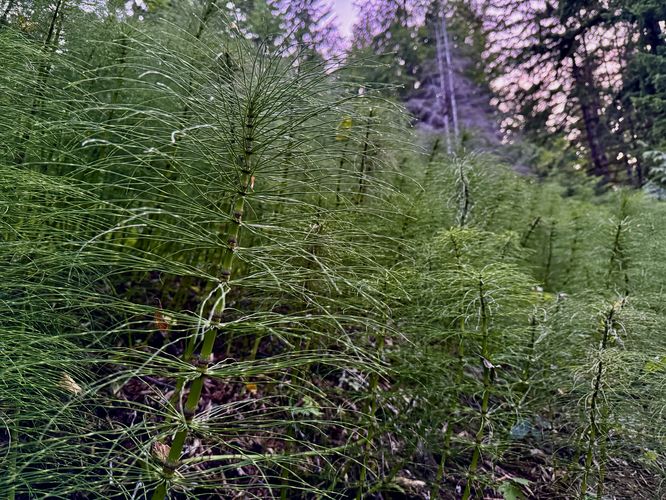 Closeup of horsetail plants