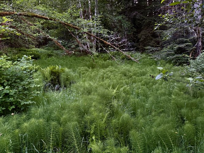 Horsetail field