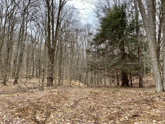 Trail begins to head down the mountain along a dry creek