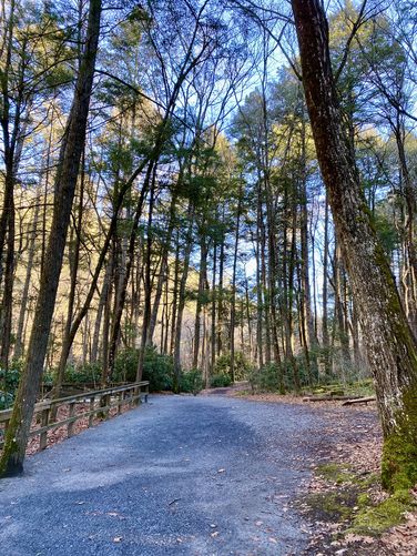 Crushed gravel path cuts through the evergreen forest