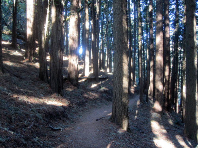 Picture 5 of Dipsea Trail