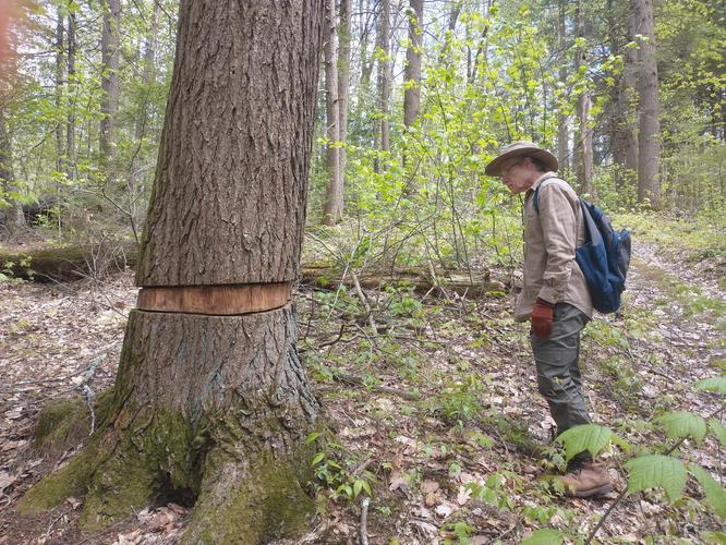 An example of tree girdling