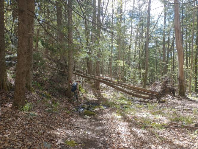 On the trail made by Scouts and some obstacles along the way