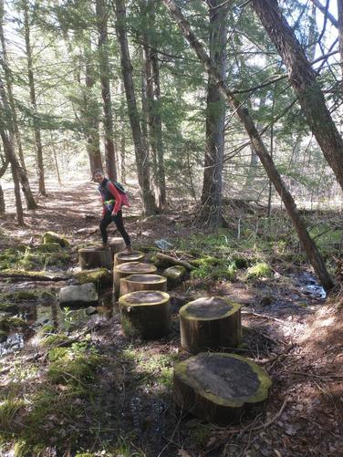 Large tree stumps have been strategicly placed to get you through the wet section. Be careful...they can be slippery!