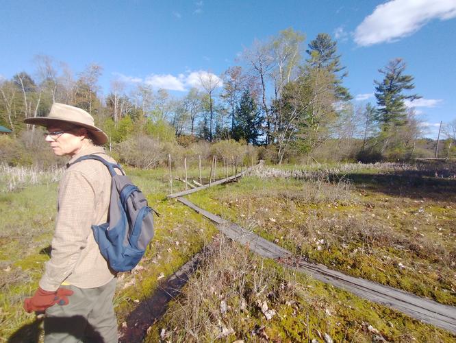 The Bog boardwalk 