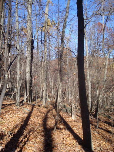 Picture 34 of Dobie Mountain Hike 111110