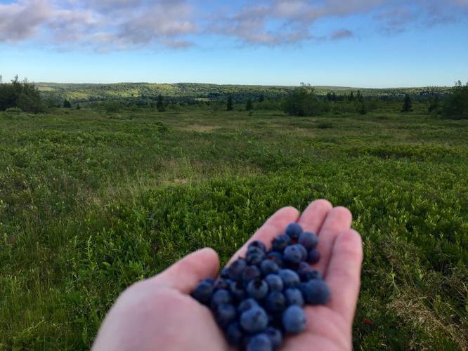 So many wild blueberries