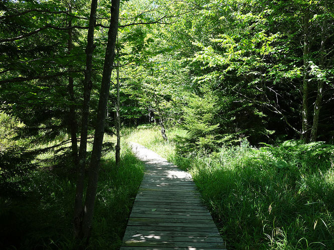 Picture 88 of Dolly Sods Lions Head Hike 072514