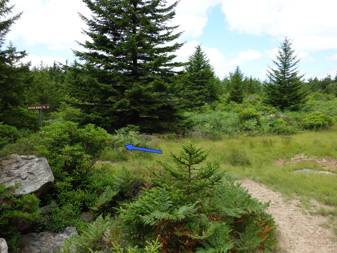 Picture 81 of Dolly Sods Lions Head Hike 072514