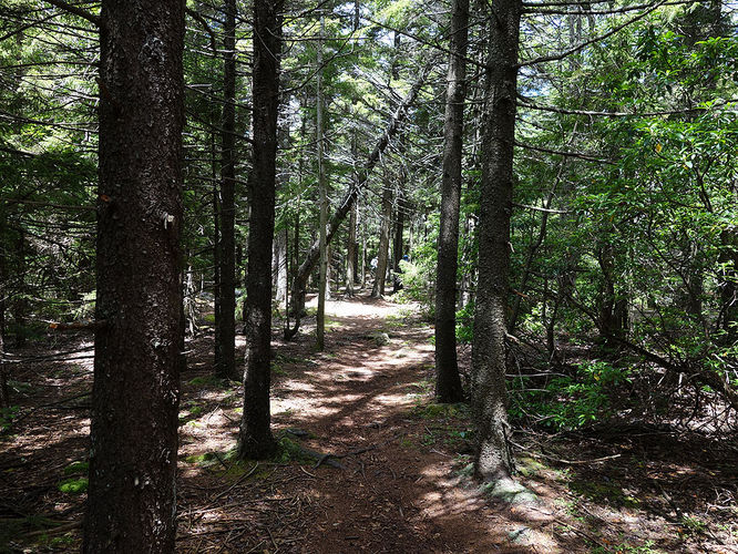 Picture 80 of Dolly Sods Lions Head Hike 072514