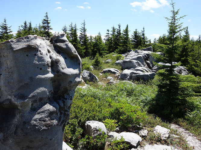 Picture 77 of Dolly Sods Lions Head Hike 072514