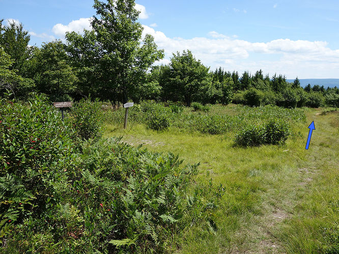 Picture 73 of Dolly Sods Lions Head Hike 072514