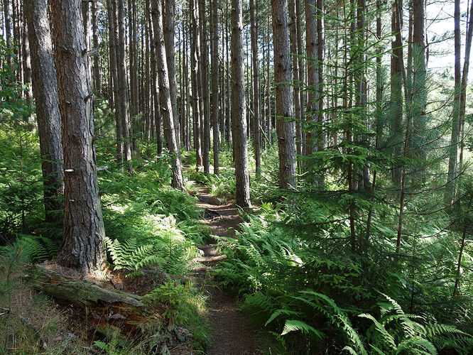 Picture 67 of Dolly Sods Lions Head Hike 072514