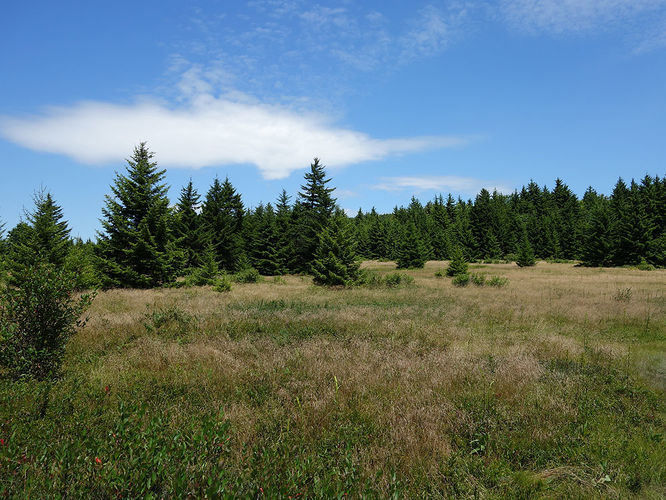 Picture 53 of Dolly Sods Lions Head Hike 072514
