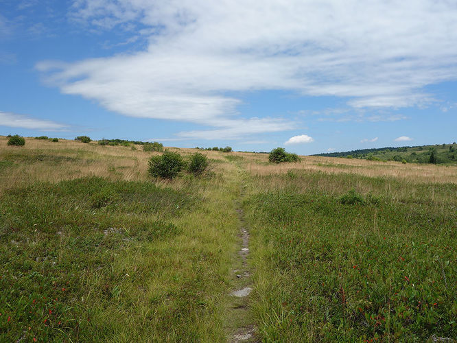 Picture 48 of Dolly Sods Lions Head Hike 072514
