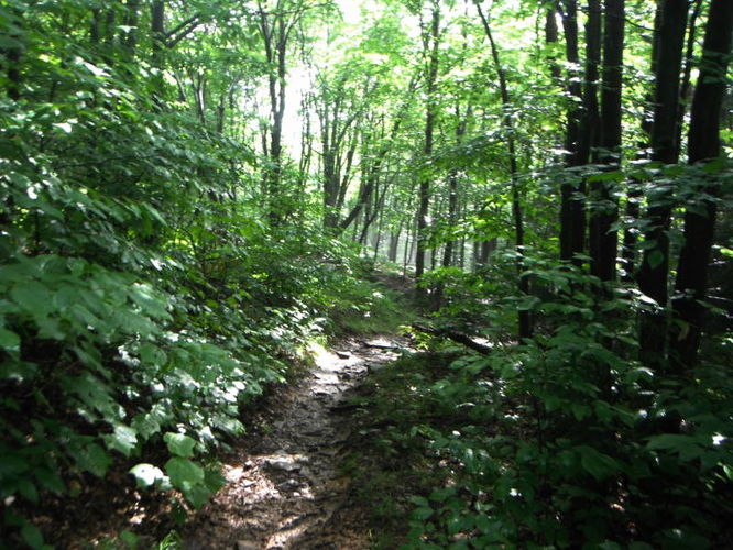 Picture 12 of Dolly Sods Lions Head Hike 072514