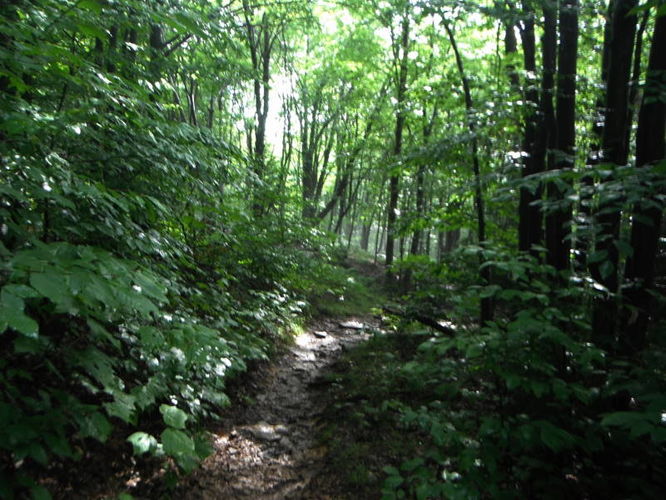 Picture 11 of Dolly Sods Lions Head Hike 072514